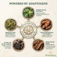 Load image into Gallery viewer, Male Vitality & Hormone Support — Male Vitality+ by Perennial