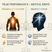 Load image into Gallery viewer, Male Vitality &amp; Hormone Support — Male Vitality+ by Perennial
