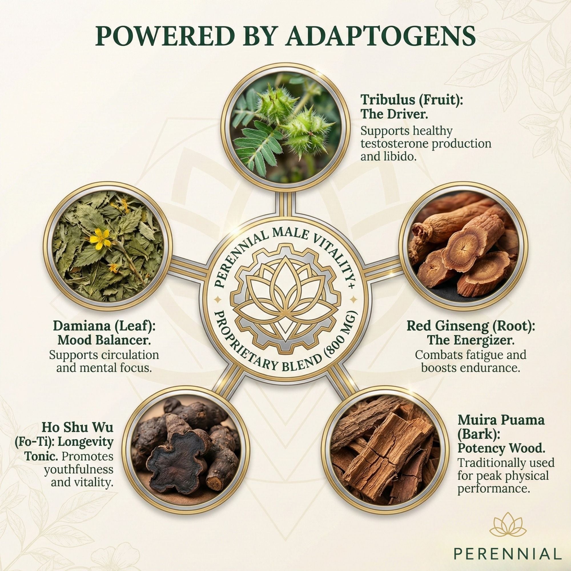 Male Vitality & Hormone Support — Male Vitality+ by Perennial